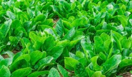菠菜最新爆料图片高清,菠菜最新爆料图片大曝光！