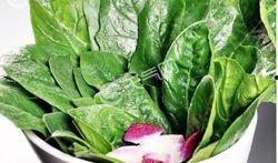 菠菜最新爆料图片高清,菠菜最新爆料图片大曝光！